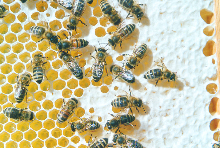 Bienen auf Honigwabe